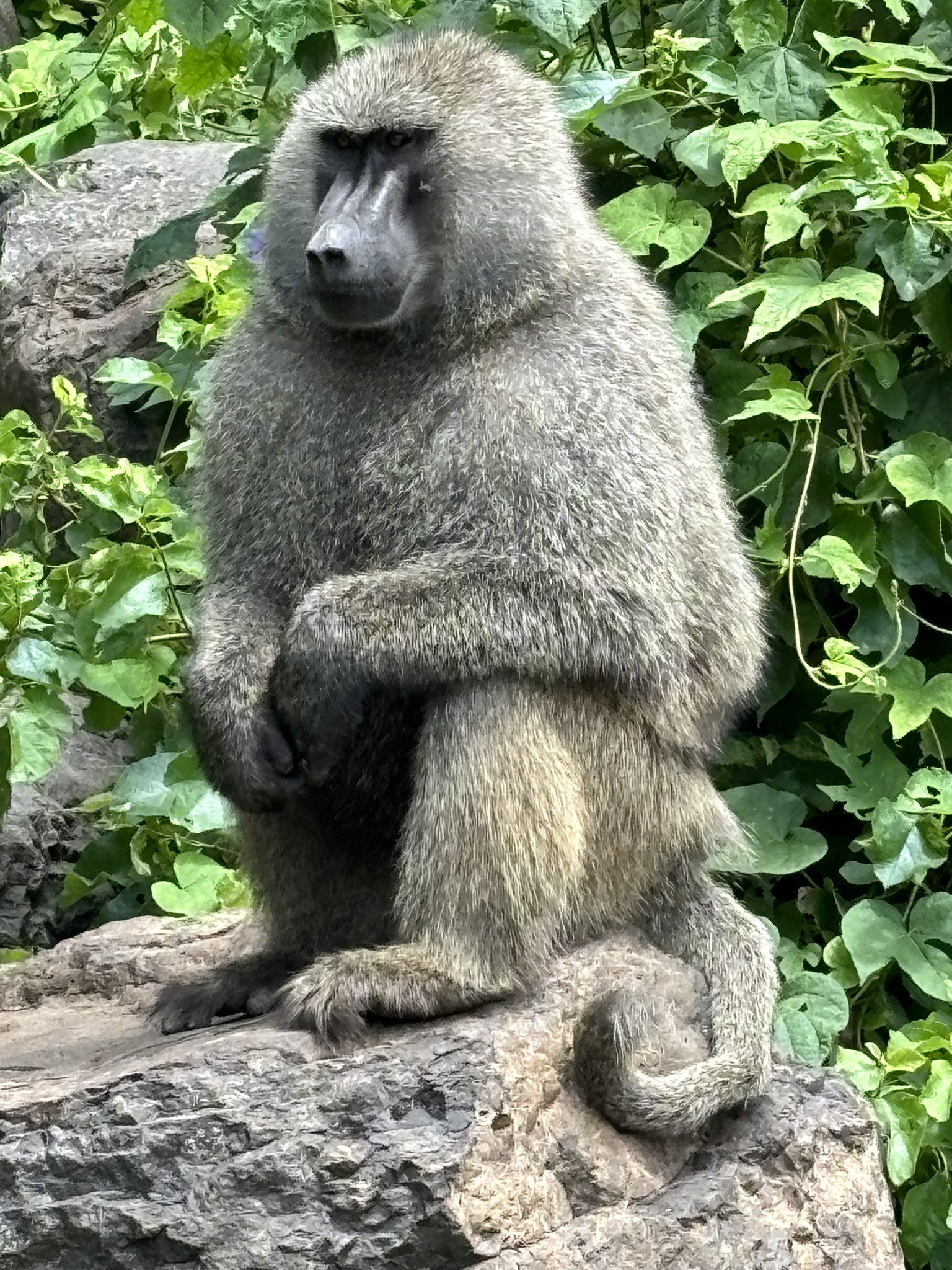 tanzania