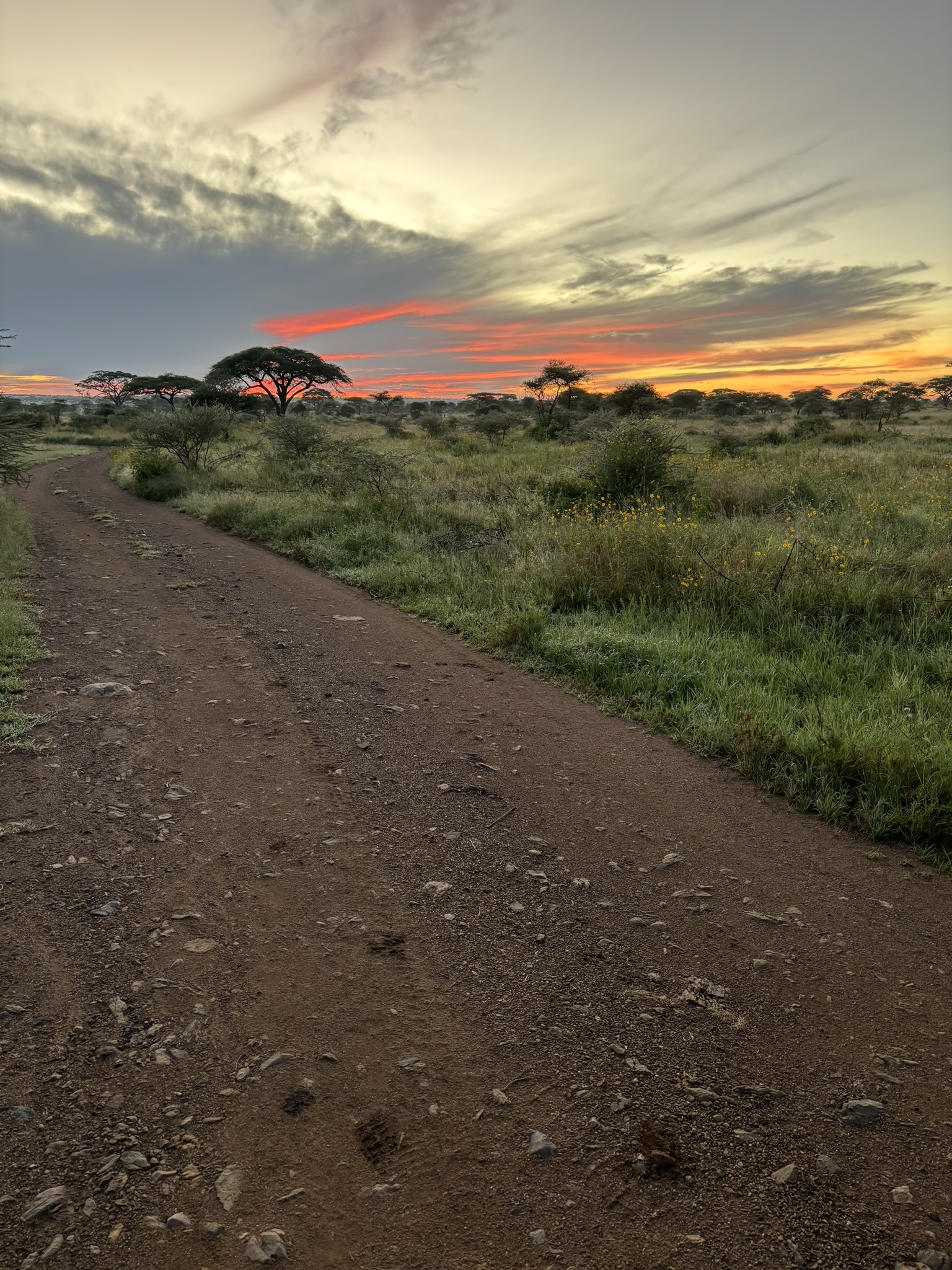 serengeti